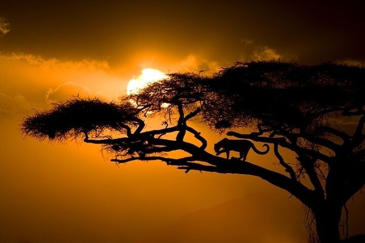 Ночь в Африке 