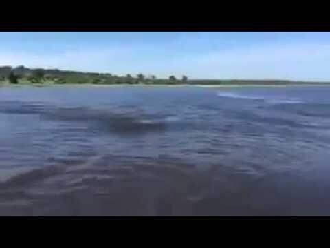 Huge Hippo chases the Speedboat. Огромный бегемот почти догнал катер 