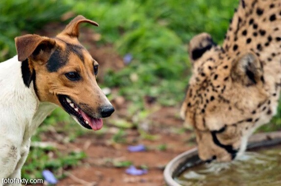 О дружбе гепардов и собак