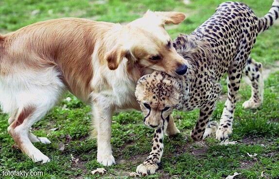 О дружбе гепардов и собак