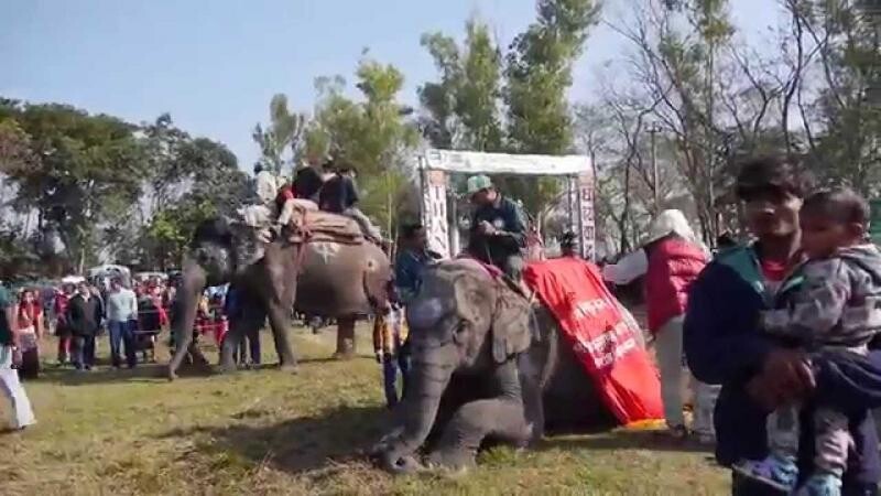 11-th Chitwan Elephant Festival 2014 