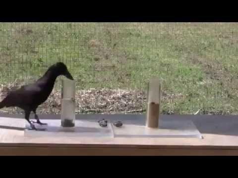 Очень умная ворона. Very clever crow. 