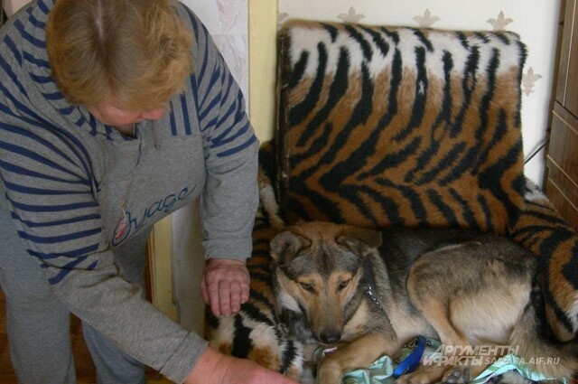 Собачья верность. В Самаре пес отыскал хозяйку спустя пять лет