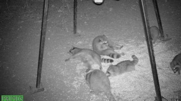 Фото животных, снятые в национальных заповедниках на веб-камеру