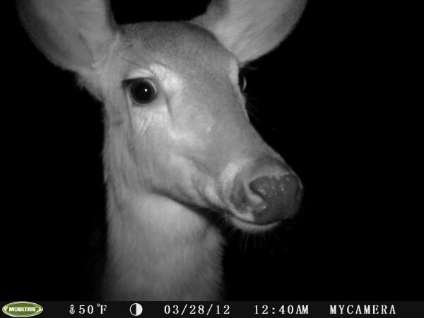 Фото животных, снятые в национальных заповедниках на веб-камеру
