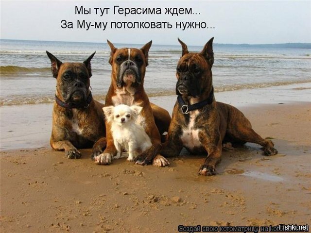 Из солянки