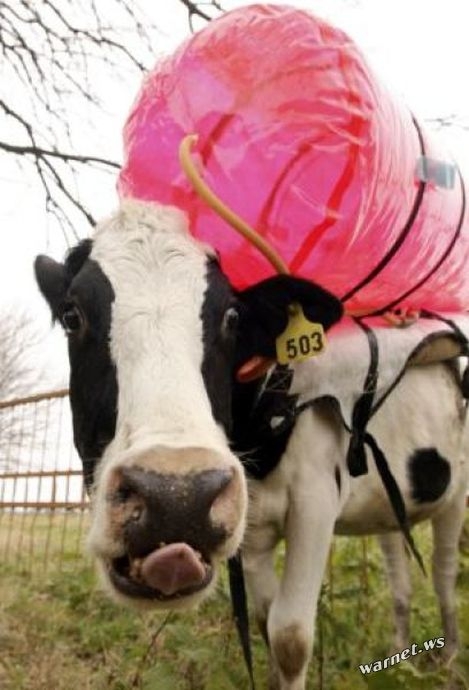 Газ из коровы — как топливо для автомобиля 