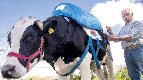 Газ из коровы — как топливо для автомобиля 