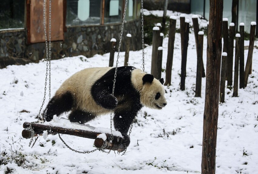 Панда и зима