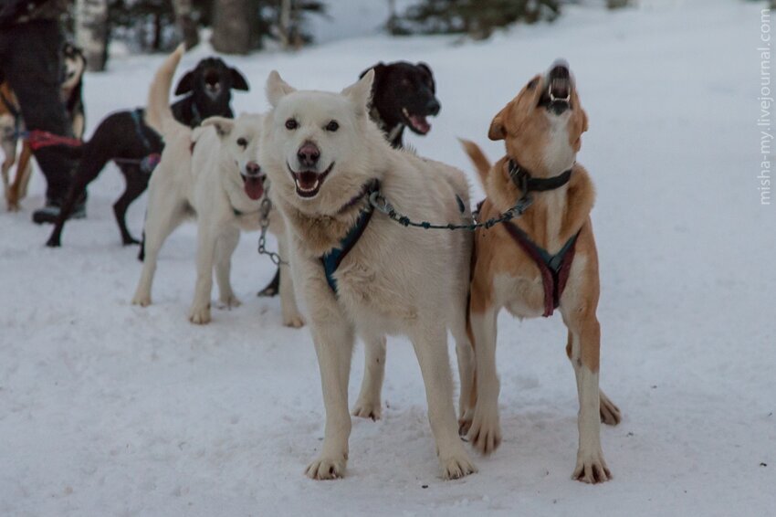 Катание на ездовых собаках в Колорадо 