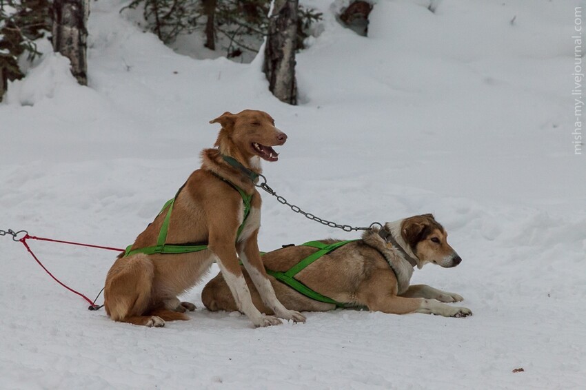 Катание на ездовых собаках в Колорадо 