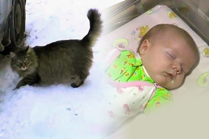 Кошка спасла младенца