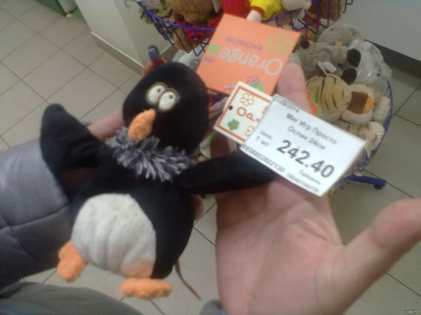 Спорили: пингвин или сова