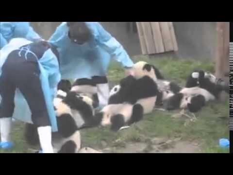 Панды пьют молоко и бьют все рекорды по милоте 