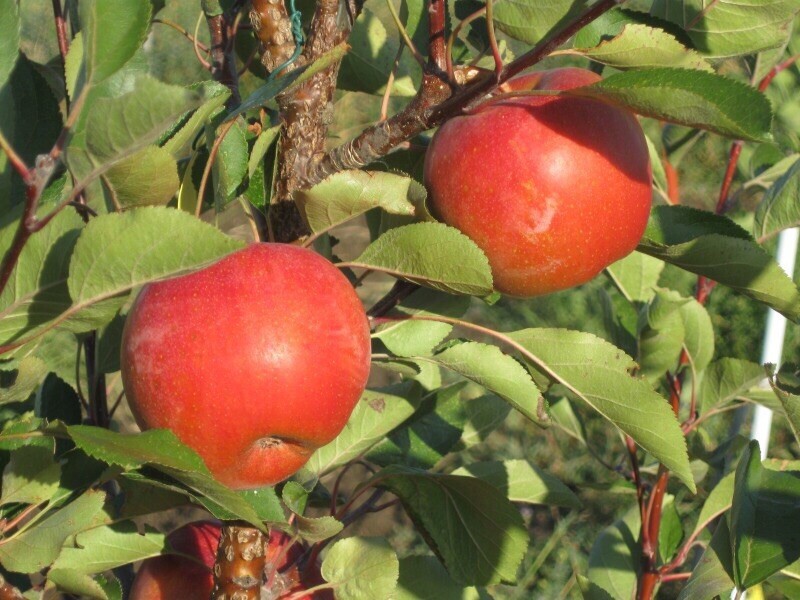 RedLove- первое в мире яблоко с красной мякотью!