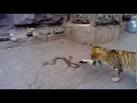 Бесстрашный кот против змеи 