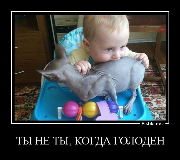 ТЫ НЕ ТЫ, КОГДА ГОЛОДЕН