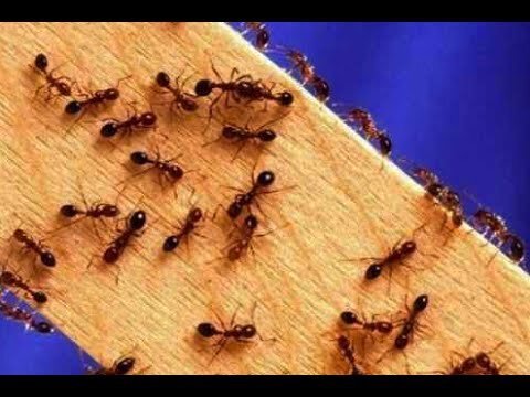 Можно ли разводить муравьев дома?  