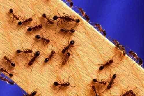 Можно ли разводить муравьев дома? 