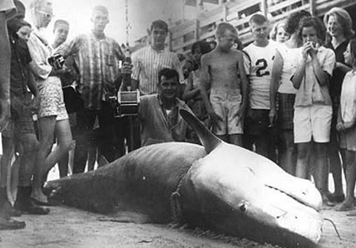 10 самых крупных акул пойманных человеком