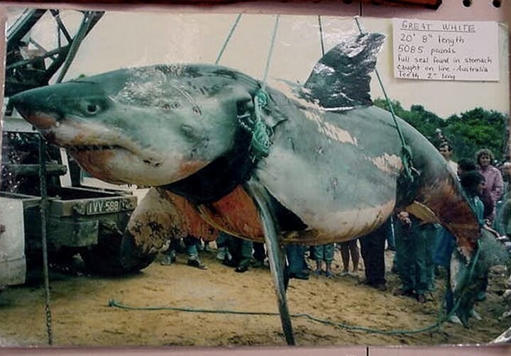 10 самых крупных акул пойманных человеком