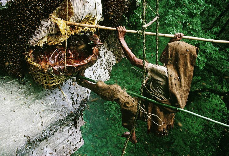 Как в Непале собирают мед