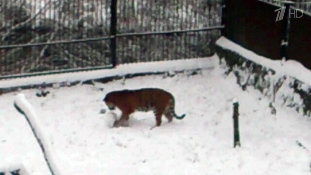 Калининградские тигры настолько суровы, что лепят снеговиков