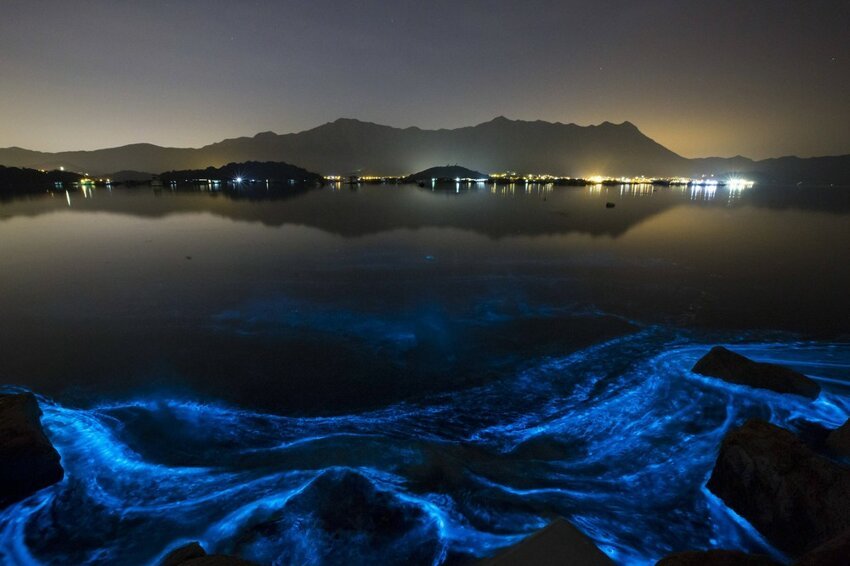 Светящийся планктон в Гонконге