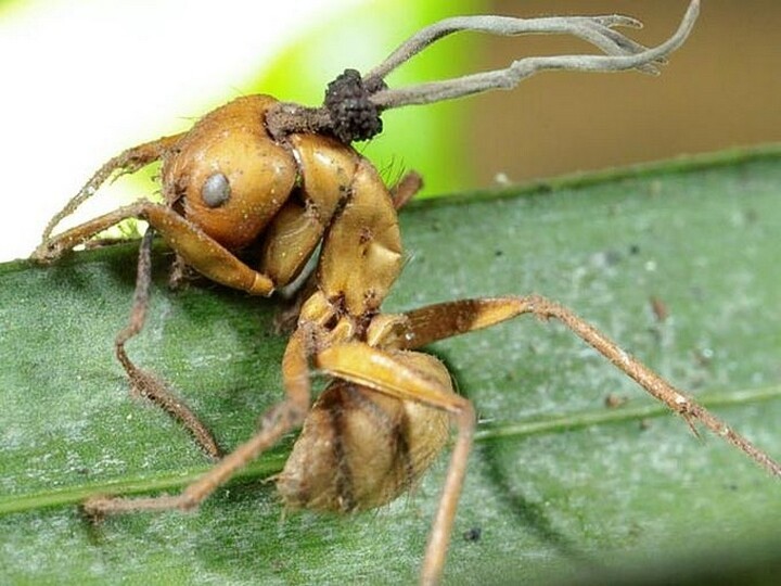  Грибы из рода Кордицепс, которые превращают насекомых в зомби