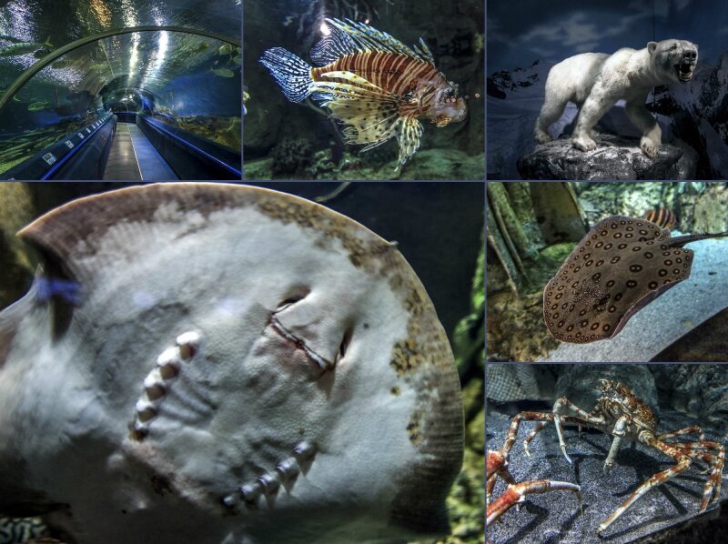Удивительный подводный мир Ленинградского океанариума