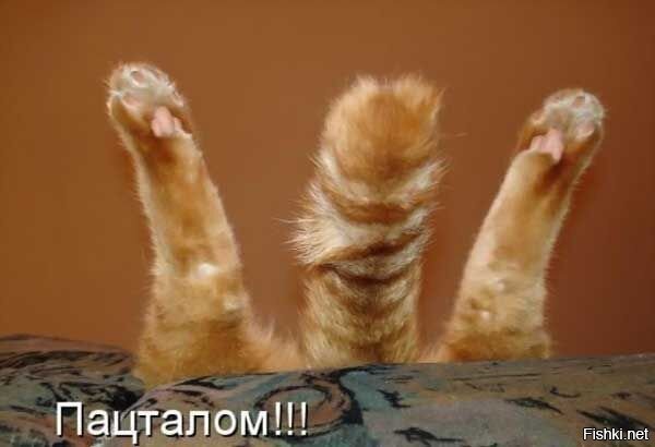 Из солянки