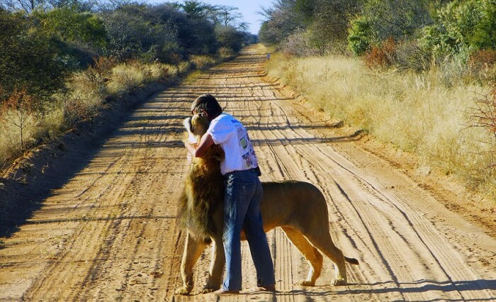 В Южной Африке мужчина заменил льву мать