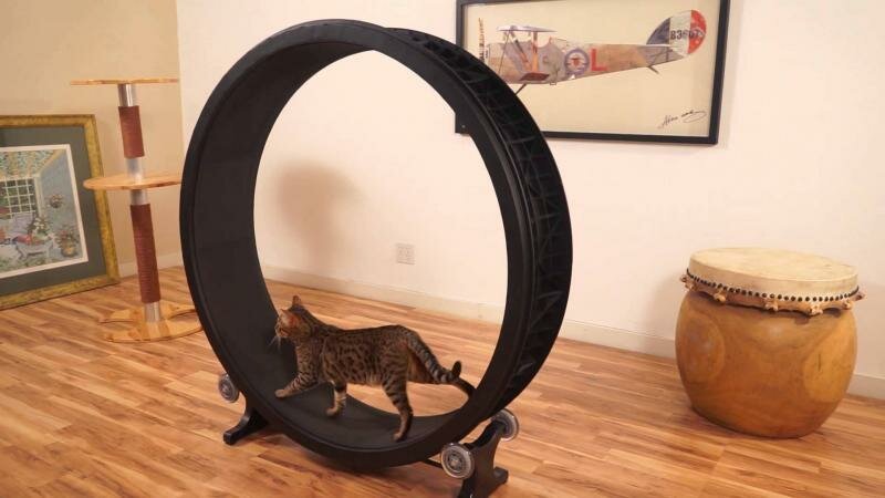 Кошачье колесо 