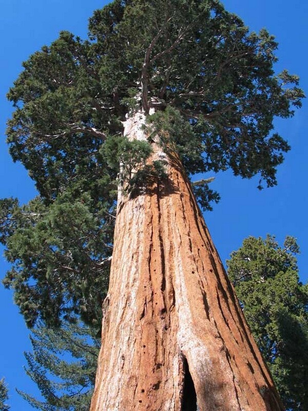 10 высочайших деревьев на планете