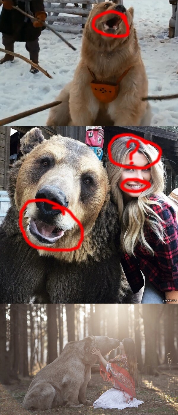 Кто выдрал медведю зубы?