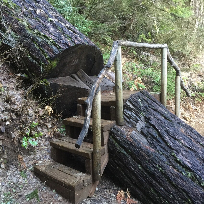 Лестница через дерево