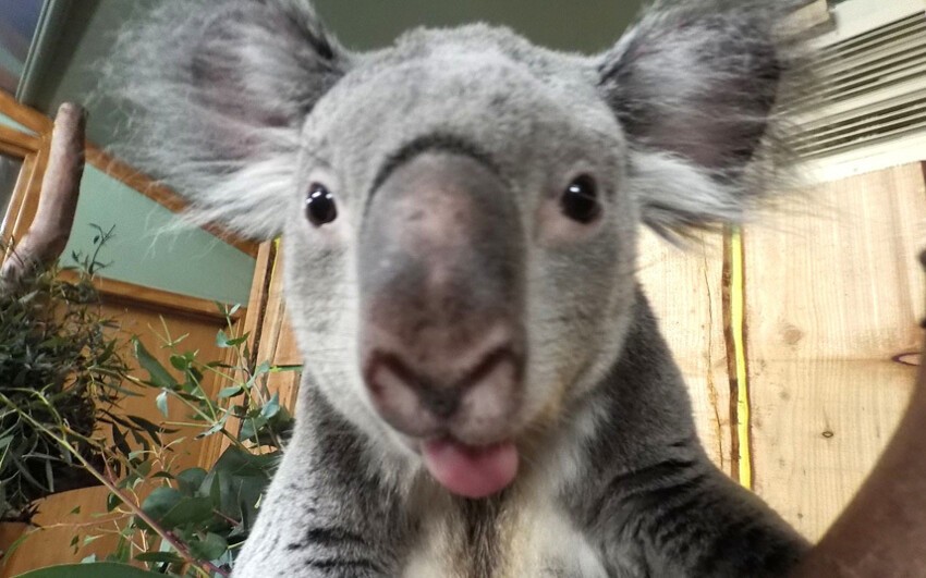 Селфи коалы 