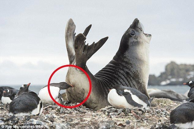 Опасный момент: пингвин укусил заблудившегося морского слона