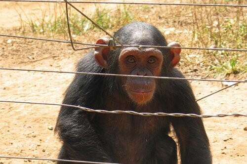 10. СПИД Камерунские Шимпанзе