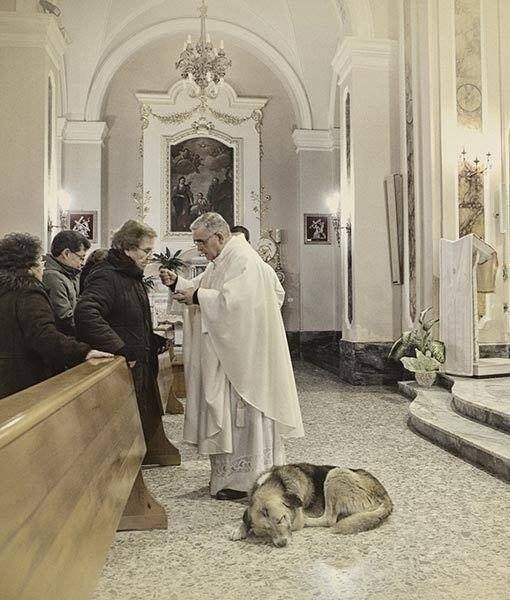 Собака ежедневно приходит в церковь и ждет умершую хозяйку