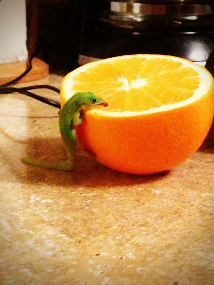Лакомится апельсином