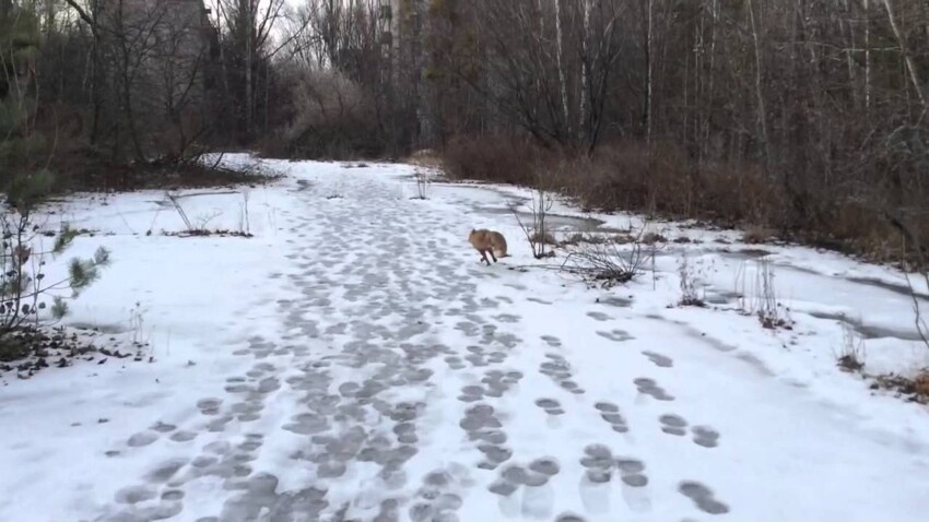 Прогулка в Припяти с лисом 