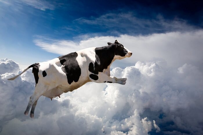 Корова, упавшая с неба