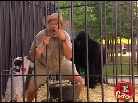 В клетке с гориллой 