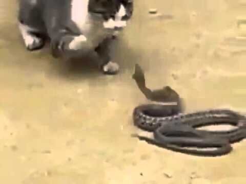 Кот VS Змея 