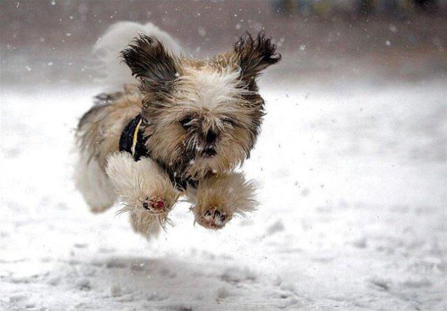  Когда собаки в первый раз увидели снег