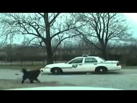 Собаки vs Полиция 