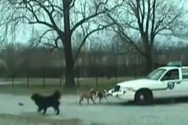 Собаки vs Полиция