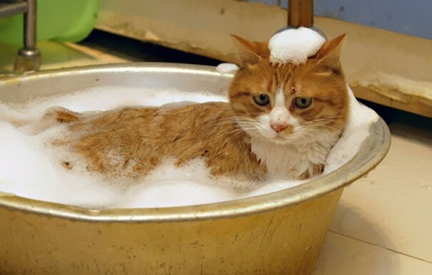 35 котов, которые не боятся воды
