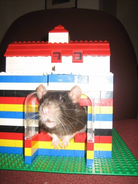 Lego-домик для хомяка